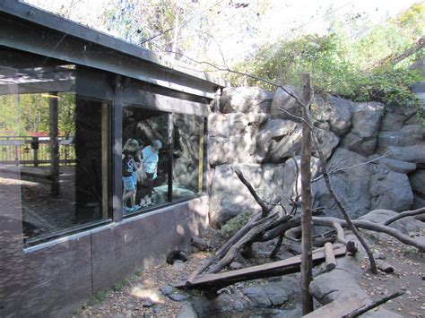 Minnesota Zoo 2010 - Another Wolverine exhibit in Minnesota Trail - ZooChat