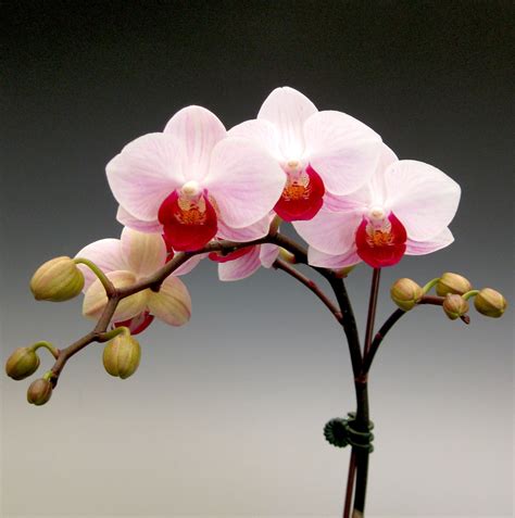 Mother's Day Orchid Flowers | Orchidaceous! Orchid Blog