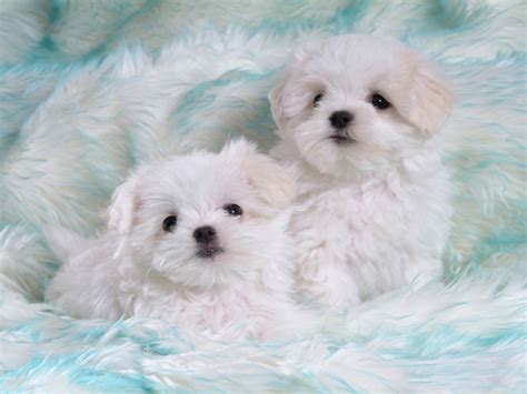 🔥 Download Wallpaper Cute White Puppies by @thomasv2 | Puppies ...