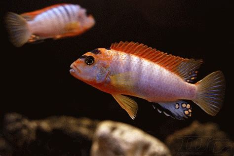 Labidochromis Hongi - Super red top II : rastoluptak - akva.sk