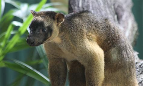 Tree Kangaroo: Facts About These Declining Species | Stories | WWF