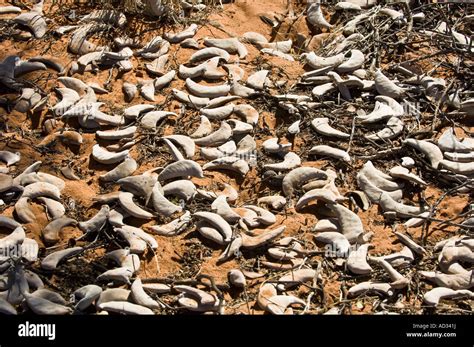 Camel thorn seeds Namibia Stock Photo - Alamy