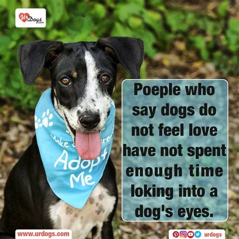 People Who Say Dogs Do Not Feel Love Have Not Spent Enough Time Looking Into A Dog's Eyes | Dog ...