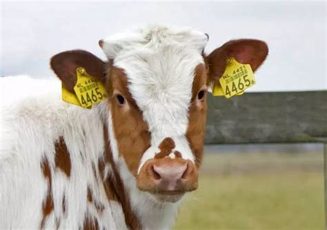 USDA Awards Contracts for RFID Ear Tags