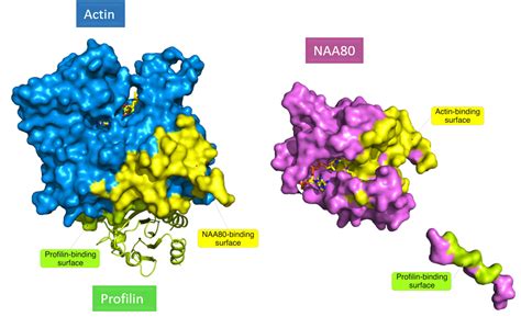 Mechanism of a cell motility regulator | Arnesen lab | University of Bergen