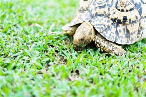 Leopard Tortoise Diet | What Do Leopard Tortoises Eat?