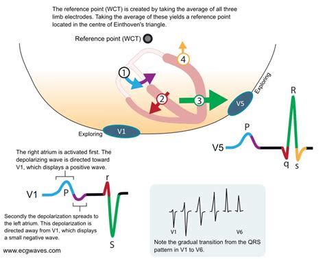 Understanding The Normal Ecg P Wave Qrs Complex St Se - vrogue.co