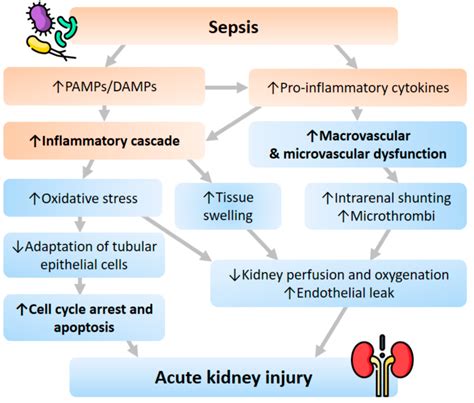 Pathophysiology Of Sepsis And Septic Shock