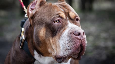 The American Bully XL and the problem with dog bans - Big Think