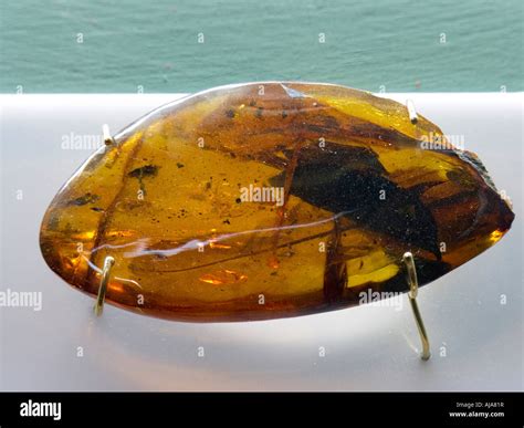 Amber museum dominican hi-res stock photography and images - Alamy