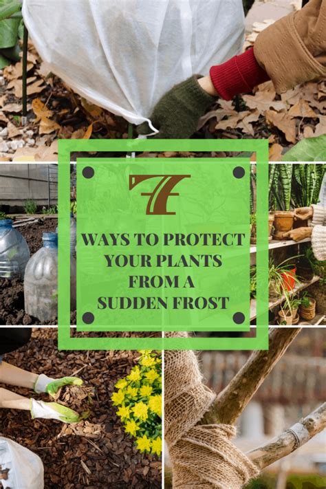 7 Ways to Protect Your Plants From a Sudden Frost