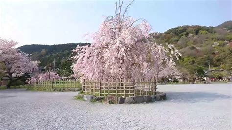 200408 Kyoto Arashiyama, Cherry blossoms - YouTube