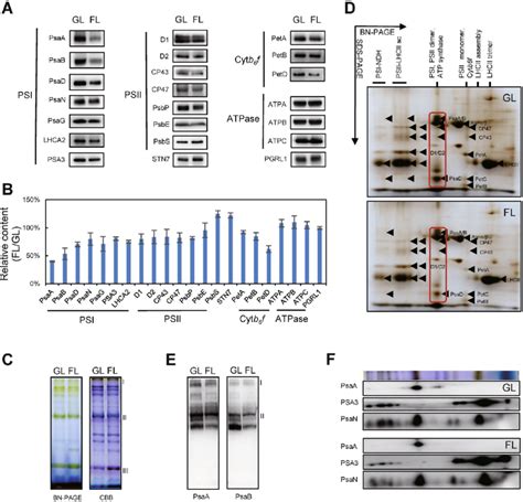 Analysis of thylakoid membrane protein accumulation in wild-type... | Download Scientific Diagram