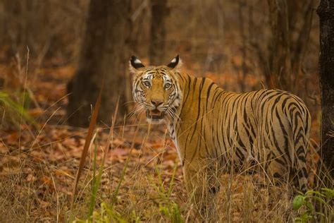 Bandhavgarh-Tiger-Safari