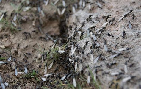 Flying Ants Vs. Swarming Termites: What You Need To Know