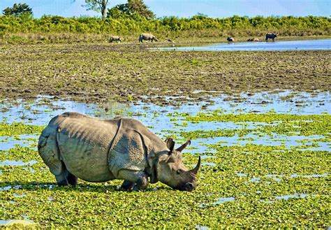 Assam: Kaziranga National Park prepares to open for tourists from October 21 - News Live