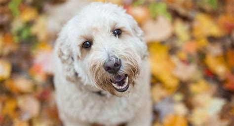 Labradoodle Colors - All Possible Colors For This Popular Crossbreed