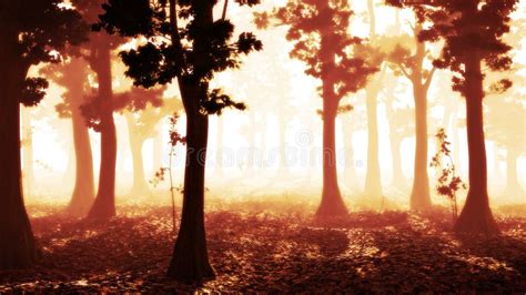 Foggy Forest at Sunrise, Peaceful Landscape Background Stock Photo - Image of leaf, nature ...