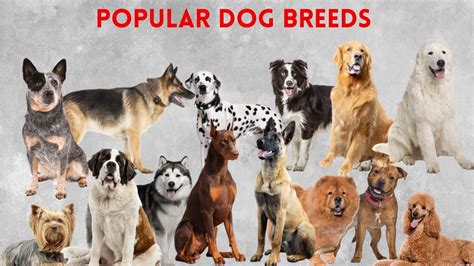 A Timeline of 50 Popular Dog Breeds by Country - YouTube