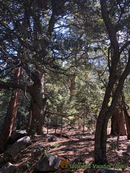 20 Best Hiking Trails In and Around Idyllwild - Idyllwild Vacation Cabins