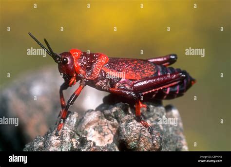 Milkweed grasshopper, Phymateus species, Western Cape, South Africa Stock Photo - Alamy