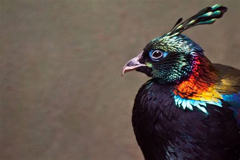 Check Out These 10 Stunning Pheasant Breeds - amazingmindscape.com