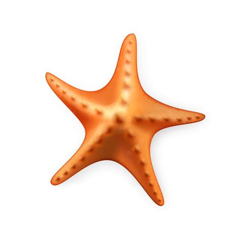 Premium Vector | Starfish aquatic underwater caribbean fish vector