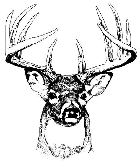 Buck Head - ClipArt Best