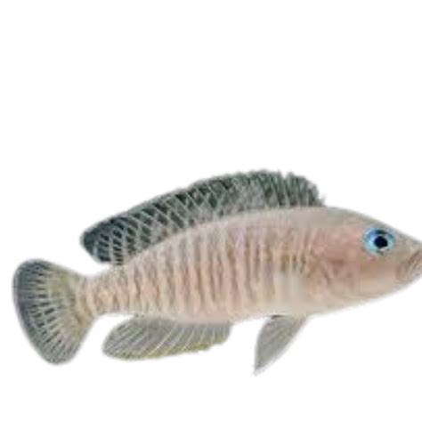 Lamprologus multifasciatus (Multies) – Fat Glenn's Fish