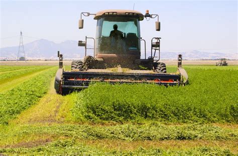 Harvesting alfalfa stock photo. Image of harvester, natural - 20745648