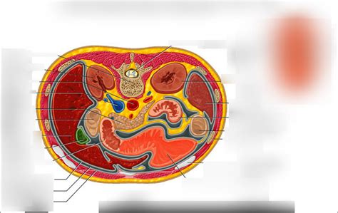 Transverse section through Abdominal Cavity Diagram | Quizlet