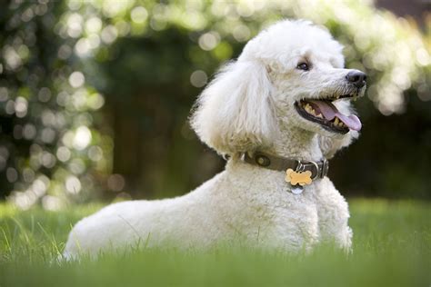 Poodle: Dog Breed Characteristics & Care