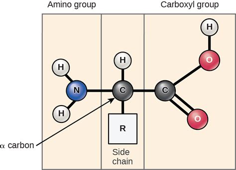 Biology 2e, The Chemistry of Life, Biological Macromolecules, Proteins | OpenEd CUNY