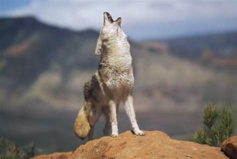 ¡AL DESCUBIERTO! 10 Secretos Impensables de los Coyotes