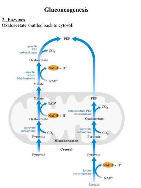 PPT - Gluconeogenesis PowerPoint Presentation, free download - ID:6529880