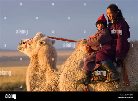 Children on their way to school by camel. Horses and camels are the ...