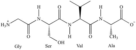 Illustrated Glossary of Organic Chemistry - Tetrapeptide