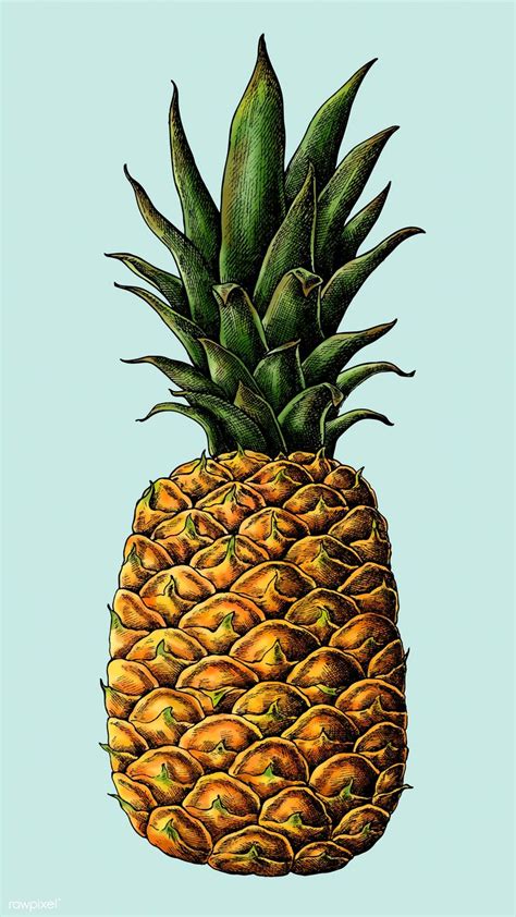 Download premium vector of Fresh prickly pineapple drawing vector 1016430 | Pineapple drawing ...