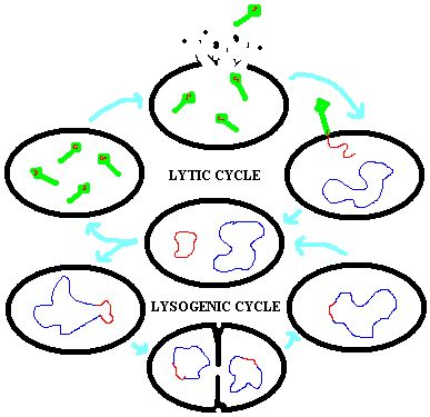 Lysogenic cycle - wikidoc