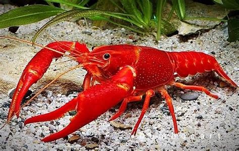 Red Crayfish (1 pair) – MJ Aquashoppe