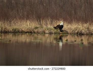 Bald Eagle Natural Habitat Stock Photo 272229800 | Shutterstock