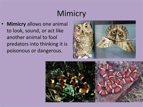 PPT - Mimicry PowerPoint Presentation, free download - ID:3096314