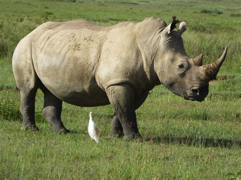 Rhinoceros horn | SIMILAR BUT DIFFERENT IN THE ANIMAL KINGDOM