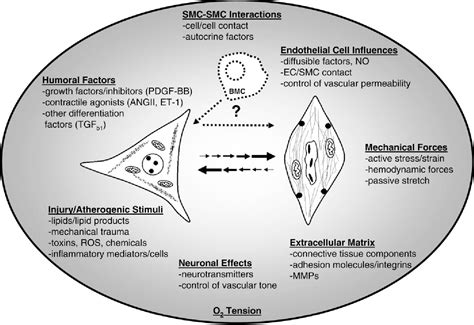 Cell Differentiation process | Semantic Scholar