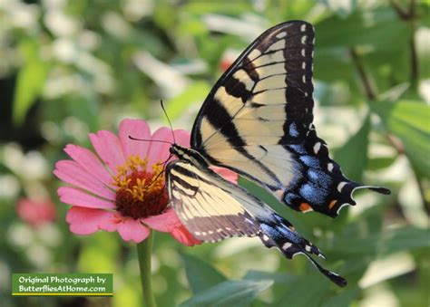 Eastern Tiger Swallowtail Butterfly, size, colors, life span, host ...