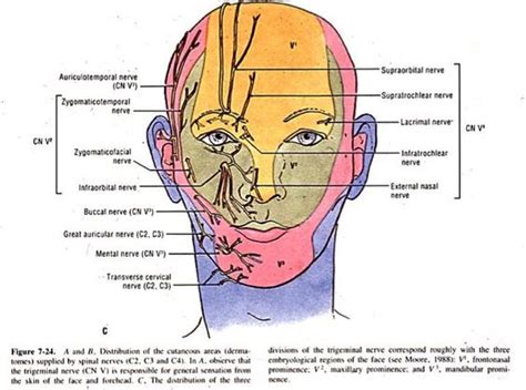 c1 dermatome - Google Search | Cranial Nerves and Dermatomes ...