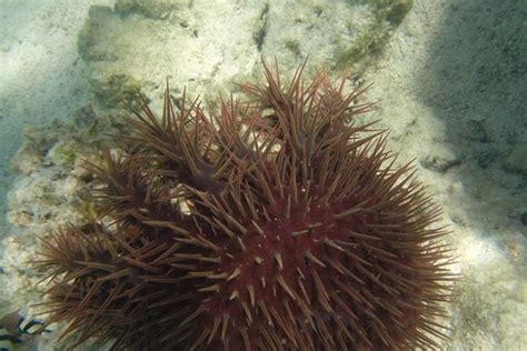 Crown of thorns starfish | Tetiaroa Society