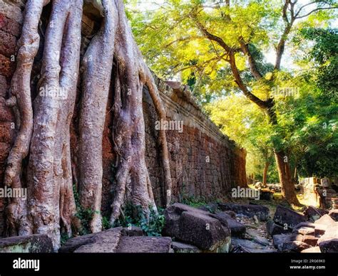 Nature's reclamation: Giant tree roots reclaim Khmer ruins, creating a ...