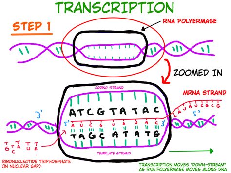 HSC Biology - Module 5 - Inquiry Question 3