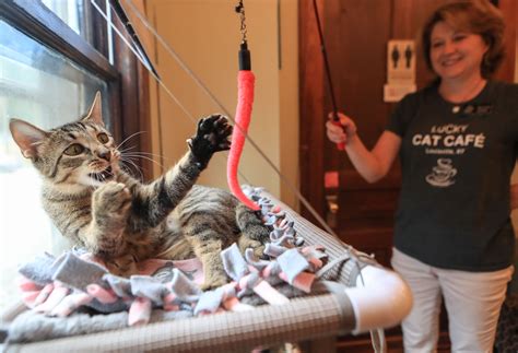 Purrfect Day Cat Cafe in Louisville: Hours, costs, playtime sessions